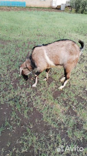 Услуги козла