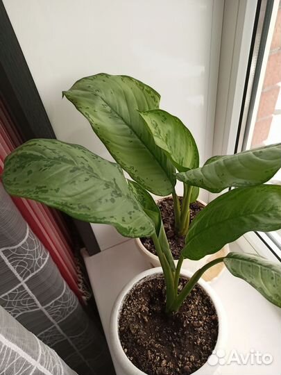 Комнатные растения