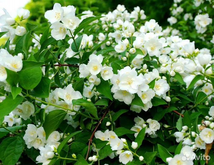 Растения для сада