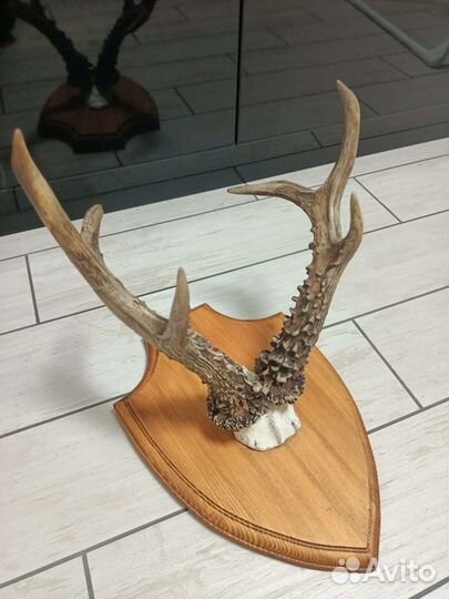 Рога косули медальон трофей