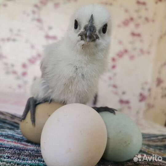Продажа цыплят
