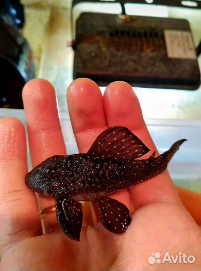 Корм для рыб артемия,мотыль,l сомы,номерные сомы,о