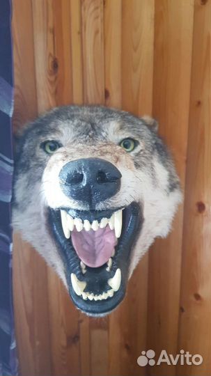 Чучело голова волка