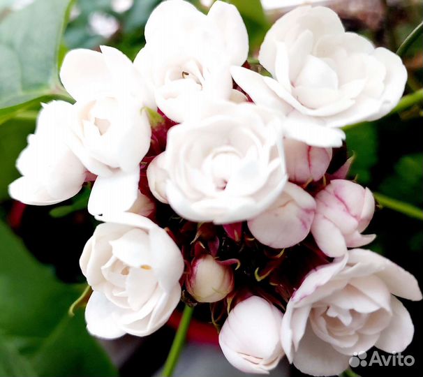 Клеродендрум филиппинский