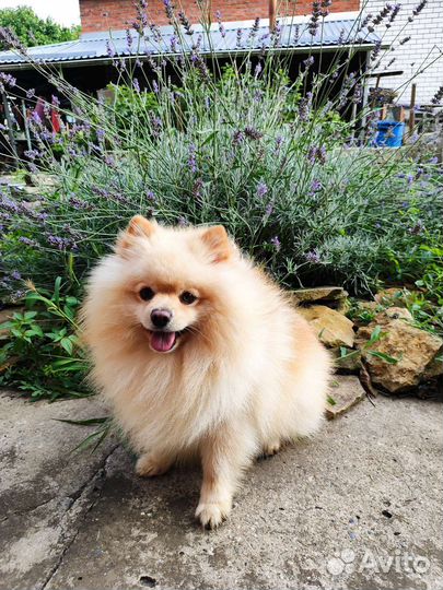 Немецкий шпиц вязка