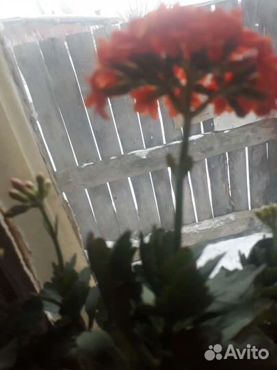 Каланхоэ цветущий