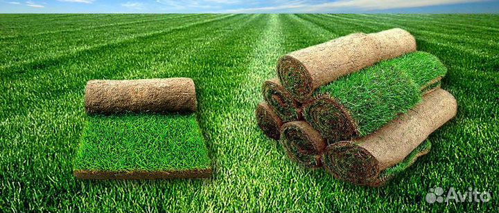 Рулонный газон Орел (доставка, укладка )