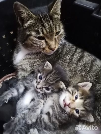 Котята в дар