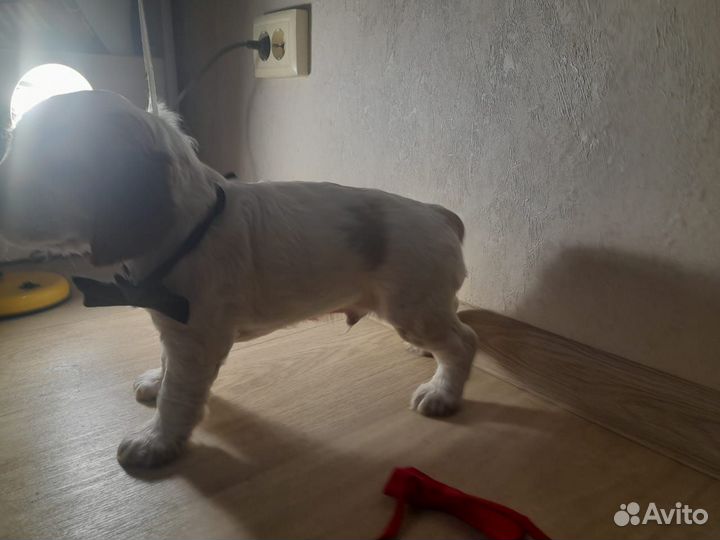 Русский охотничий спаниель