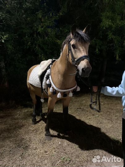 Клеппер, Мерин