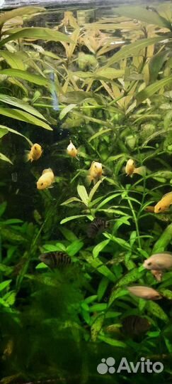 Цихлиды еллоу