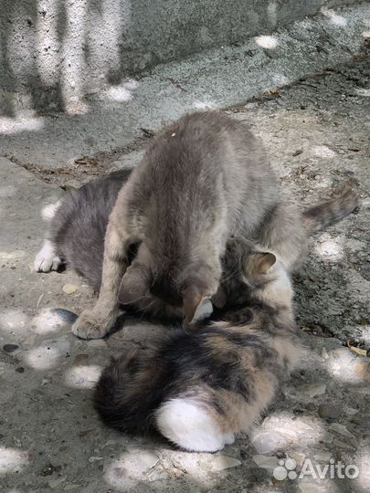 Котята в добрые руки