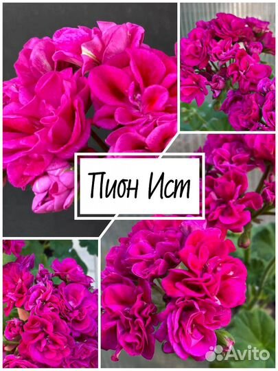 Пеларгония сортовая