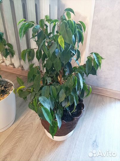 Фикус бенджамина пестролистный