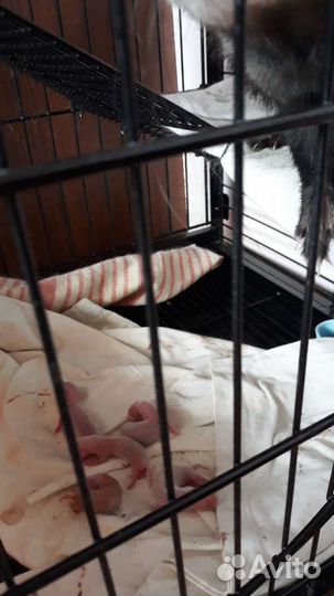 Вязка хорька