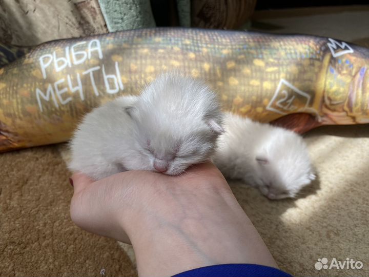 Шотландские котята