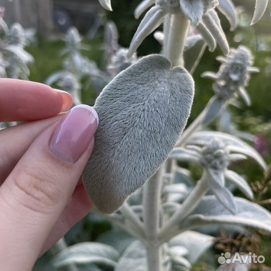 Чистец, стахис