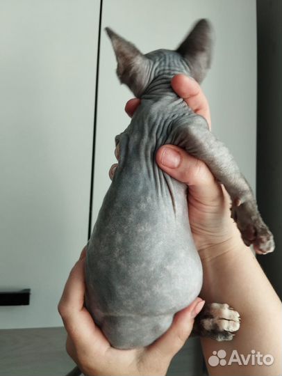 Канадский сфинкс девочка