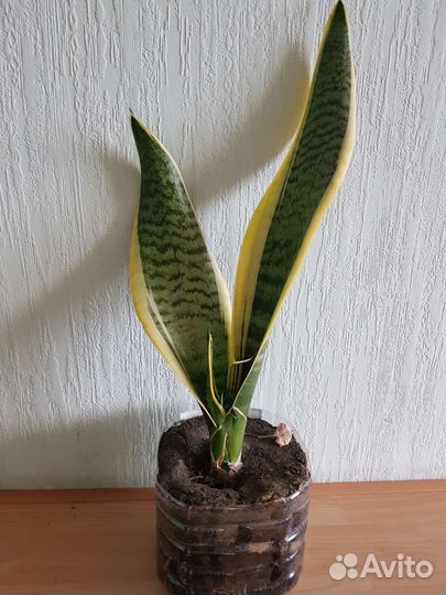 Сансевиерия