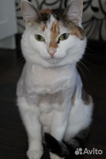 Ищем семью самой ласковой кошке