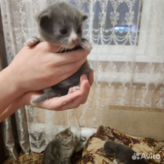 Кошки в добрые руки