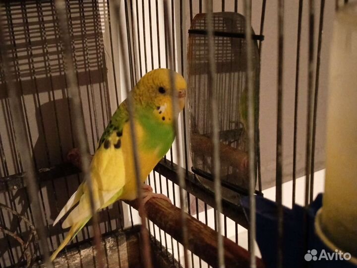 Волнистый попугай с клеткой