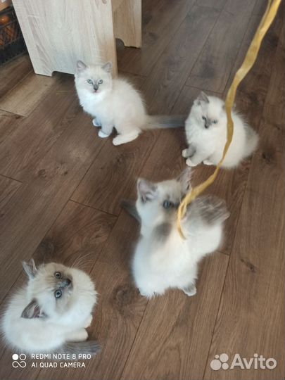 Котики и кошечки Рэгдолл. Ждут вас