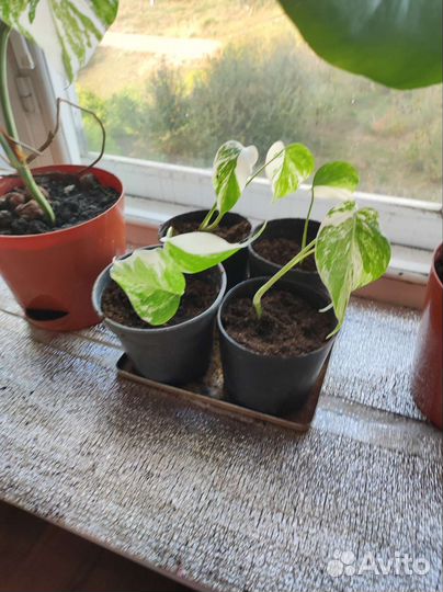 Монстера вариегатная