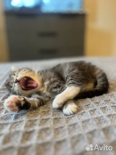 Котенок в дар бесплатно