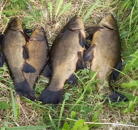 Свежая рыба (линь, карась, судак, лещ, окунь)