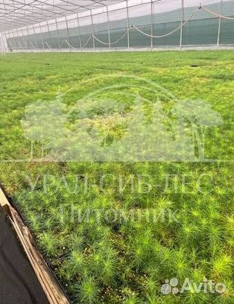 Голубая ель с зкс сеянцы