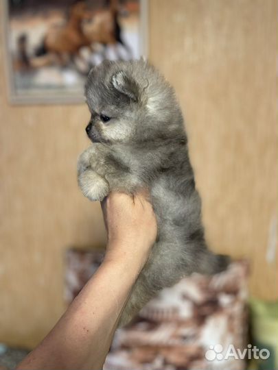 Щенки шпица