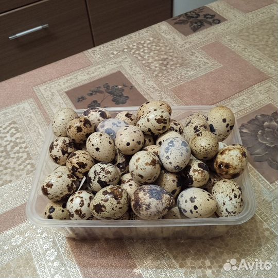Продам яйцо перепелов