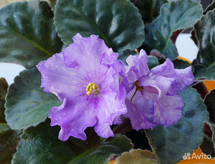 Фиалки сортовые