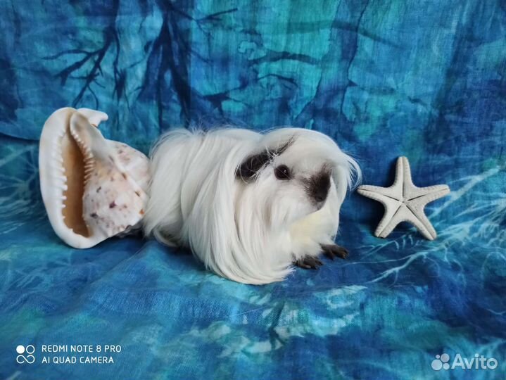 Морская свинка красавчик Олаф