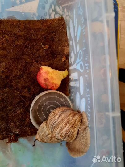 Улитка Ахатина ищет новую маму