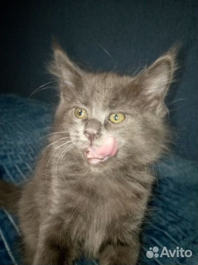 Котята мейнкуна