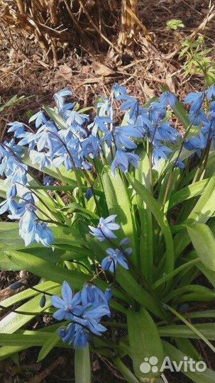 Растения цветы для сада