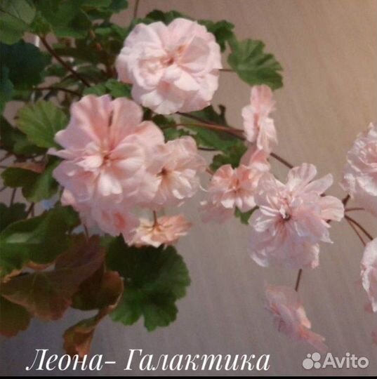 Пеларгонии зонартики