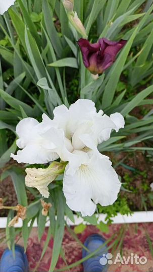 Ирисы бородатые