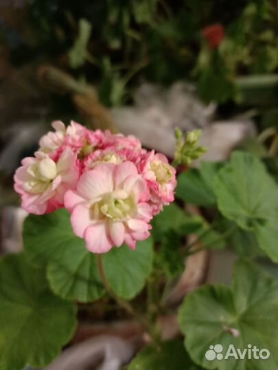 Герань пеларгония