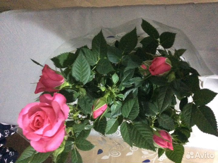 Розы в горшке