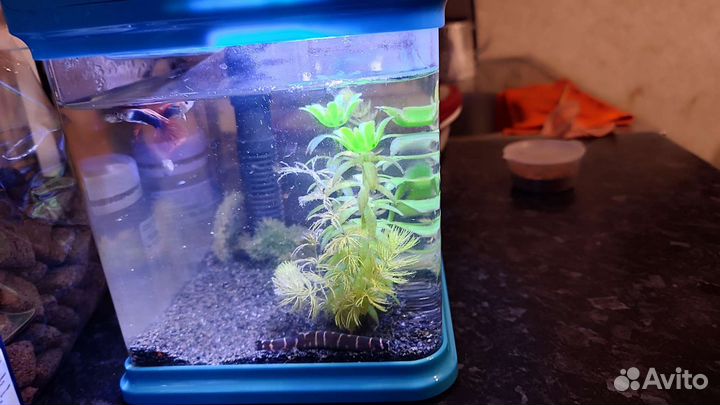 Аквариум с рыбками