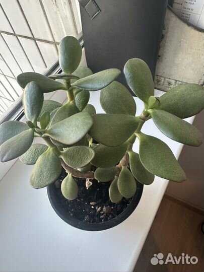 Денежное дерево толстянка