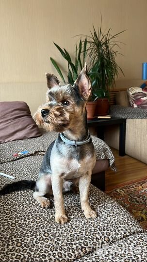 Йоркширский терьер вязка