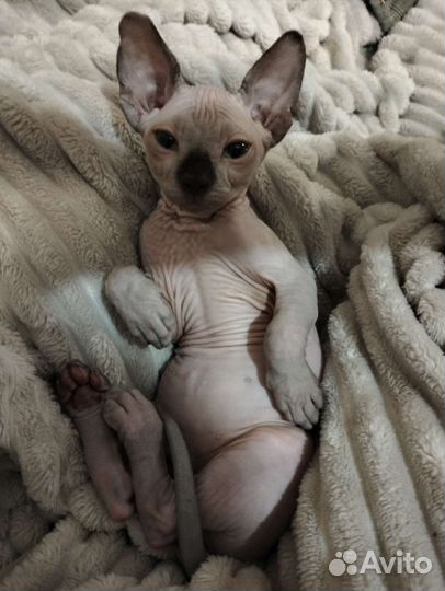 Канадский сфинкс