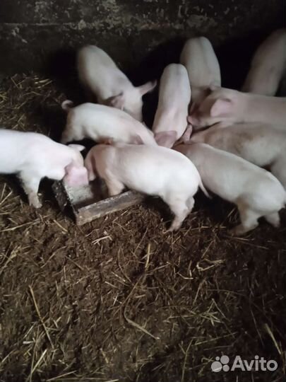 Поросята ландрас