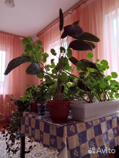 Комнатные цветы разные