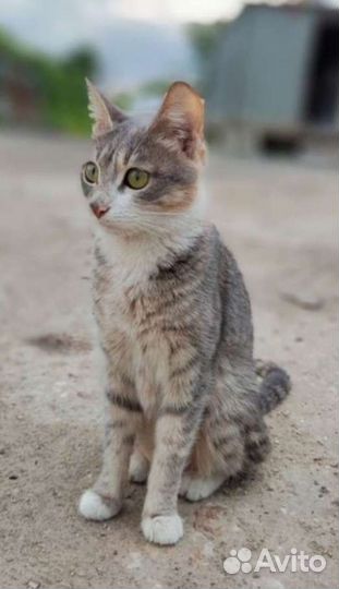 Очень умная ласковая кошечка ищет дом