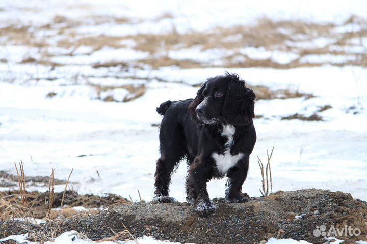 Вязка русский охотничий спаниель